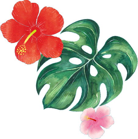 扶桑花_紅