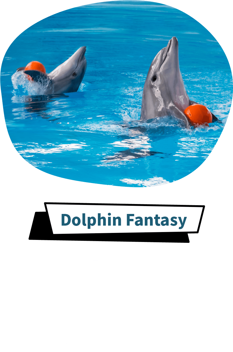 Dolphin Fantasy