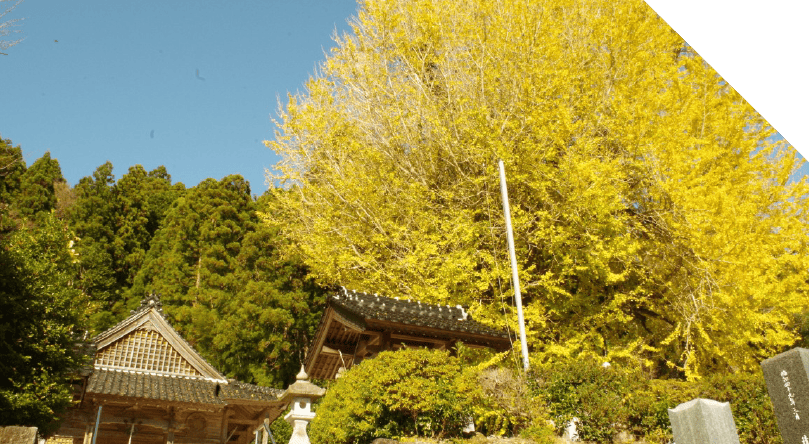 轉法輪寺的銀杏大樹